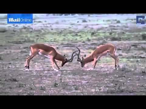 شاهد  لبؤة تستغل شجارًا بين زوج من الظباء لاقتناص أحدهما