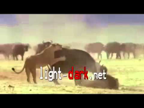 بالفيديو فيلم ينتقم من رجل أقدم على استفزازه