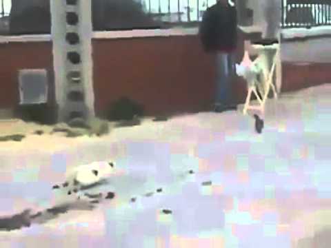 شاهد قط يطارد حمامة في حذر محاولًا اصطيادها