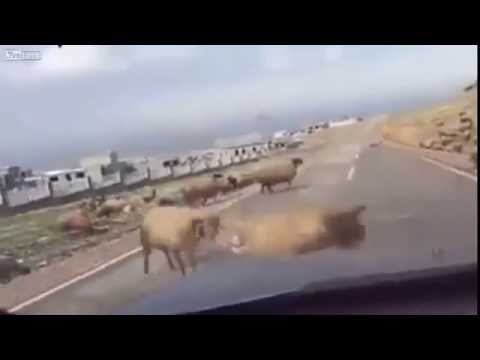 بالفيديو مشتهد مثيرة للغاية أثناء معركة تناطح بين خروفين