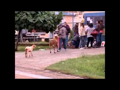 بالفيديو معزة تركت وحدها وأخذت تهاجم المارة في الشارع