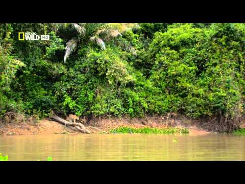 بالفيديو نمر يظهر مهارته الفائقة في ممارسة الغطس