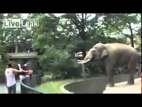 بالفيديو فيل ينتقم من رجل أقدم على استفزازه