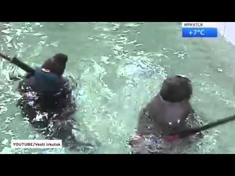 عرض عسكري لكلبي البحر بالبنادق