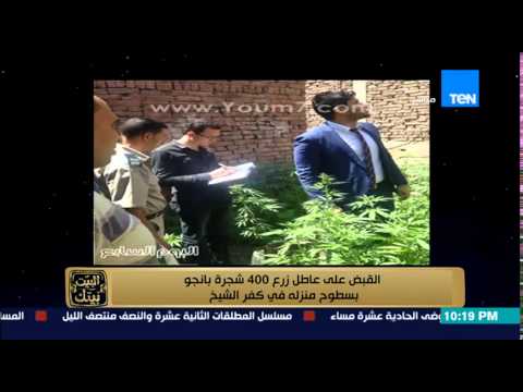 بالفيديو مسجل شقي يزرع موادًا مخدرة داخل منزله