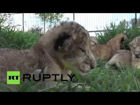 شاهد حديقة سـفاري تايغـان تعرض أربعة أشبال حديثة الولادة