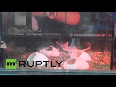 شاهد أنثى تمساح عمرها 80 عامًا ترزق بـ 59 صغيرًا