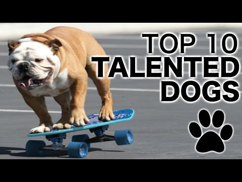 شاهد بالفيديو 10 كلاب الأكثر موهبة على مستوى العالم