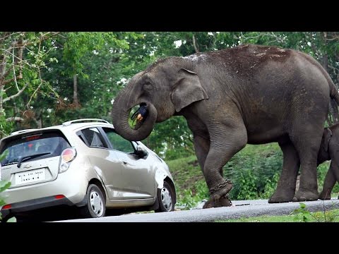 شاهد سيلفي يدفع فيل إلى سرقة حقيبة سائحة