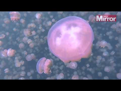 شاهد الآلاف من قناديل البحر تحتشد قبالة سواحل بريطانيا