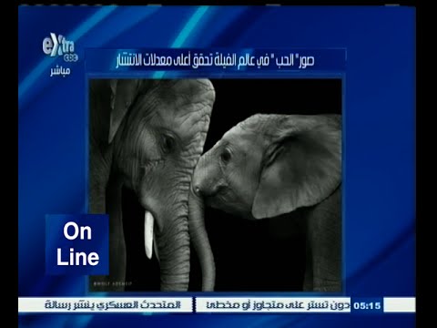 بالفيديو قصص الحب بين الفيلة تجذب الأنظار