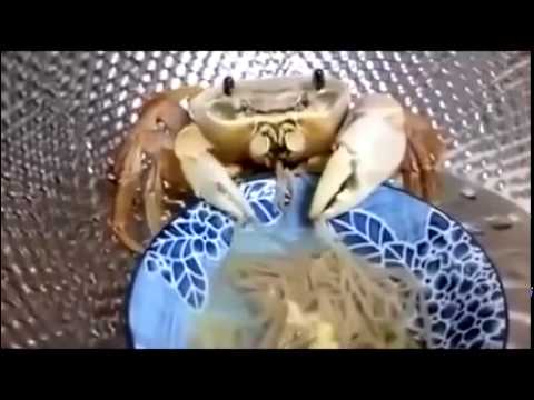 بالفيديو كابوريا تتناول المكرونة