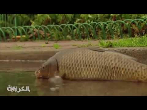 أسماك حية تتجول في شوارع نيو جيرسي