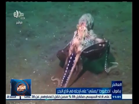 شاهد أخطبوط يمشي على أرجله في قاع البحر