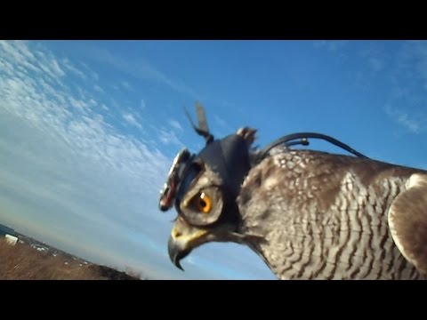 بالفيديو الطريقة المثالية للهروب من مخالب صقر جائع