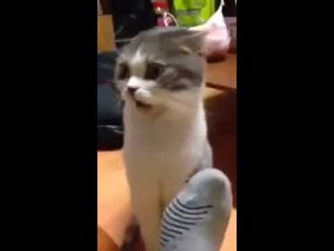 بالفيديو رد فعل قطة شمت رائحة شراب مربيها
