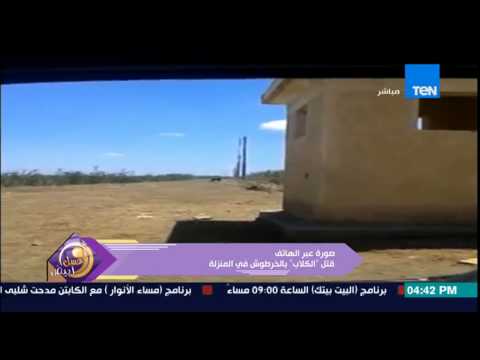 بالفيديو الكلاب تقتل بالخرطوش في قلب المنصورة