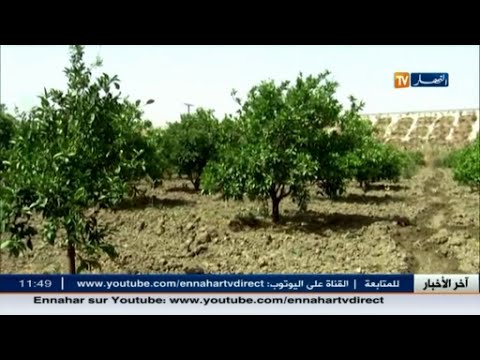 أزمة نقص مياه السقي في ولاية غيليزان