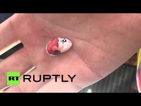 بالفيديو لحظة تفقيس فرخ عصفور القرقف