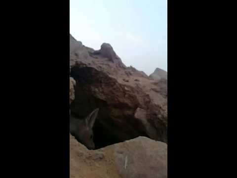 ثعلب يسرق هاتف مقابل تصوير جحره