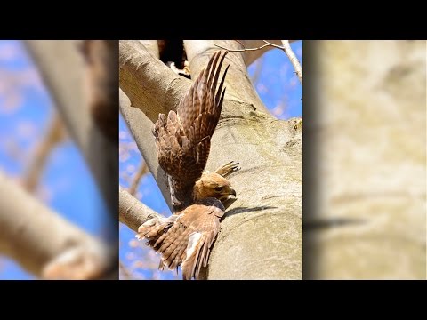 زوجان ينقذا صقر علقت قدمه فى شجرة