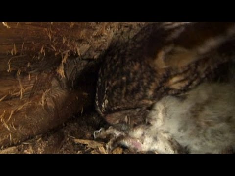 بالفيديو بومة تمزق صغارها لإطعام أشقائها