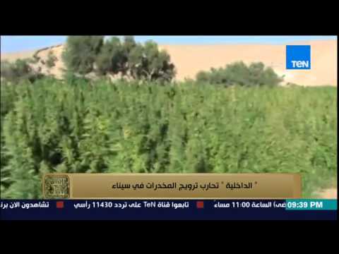 فيديو الداخلية تحارب المواد المخدرة في سيناء