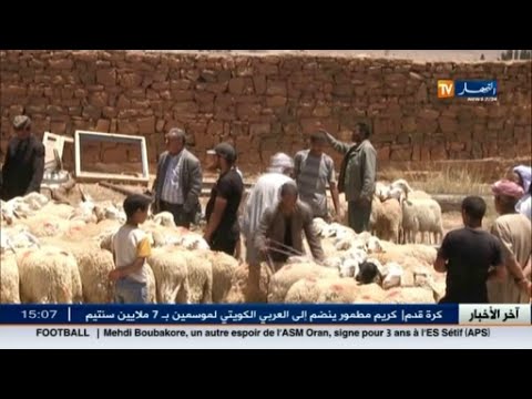 شاهد وزارة الزراعة توزع رؤوس أغنام على العائلات