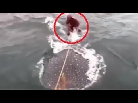 انتقادات حادة لمجموعة استغلت سمكة قرش نادرة في فنزويلا