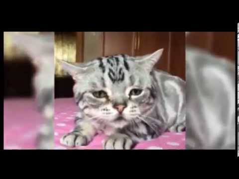 شاهد لوهو القطة الأكثر حزنًا في العالم