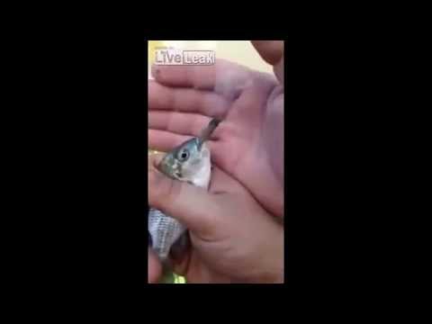 شاهد دولفين مجنون يقفز داخل مركب