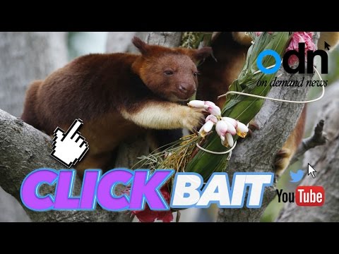 شاهد كنغارو أصبح مدمنًا لمشروب القهوة