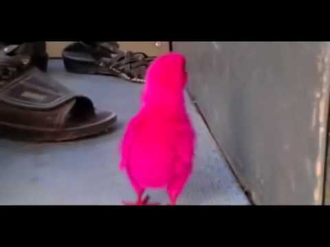 بالفيديو بائع يلون الكتاكيت ويبيعها فى أكياس بلاستيك مغلقة