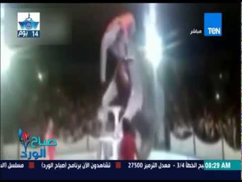 بالفيديو سقوط فيل من أعلى سلم في السيرك