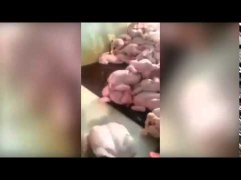 شاهد حقن الدجاج بالماء قبل بيعه في أذريبجان