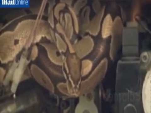 شاهد محصل يعثر على ثعبان في عداد الكهرباء