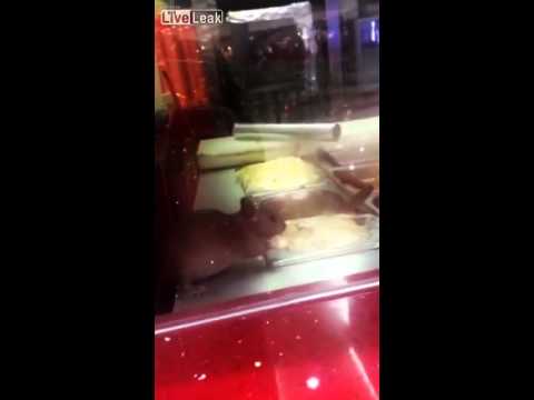 شاهد مطعم عربي شهير يفتح أبوابه للفئران