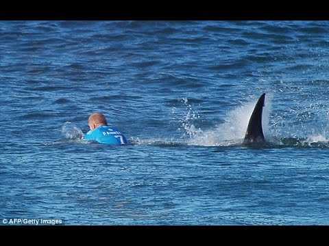 بالفيديو قرش يهاجم كلب البحر في مشهد مروع