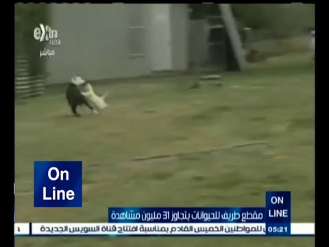 شاهد مقطع يسجل انتصارات القطط ويرد كرامتها