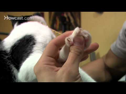 شاهد طريقة تقليم أظافر القط دون إيذاءه