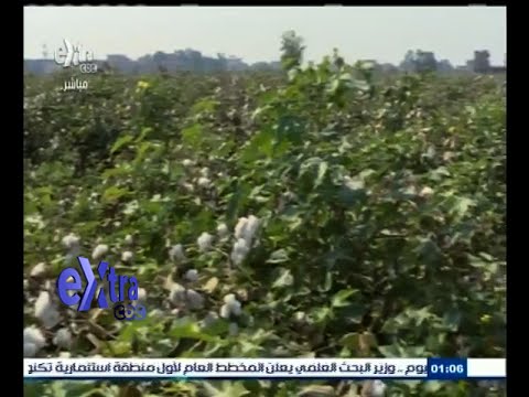 شاهد حزمة إجراءات لحماية القطن طويل التيلة