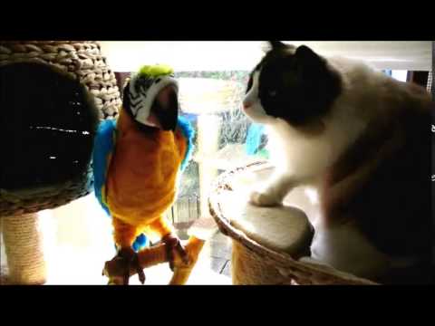 رد فعل قطة ترى ببغاء للمرة الأولى في حياتها