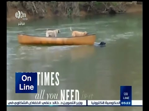 شاهد فيديو يظهر مساعدة الحيوانات لبعضها بعضًا