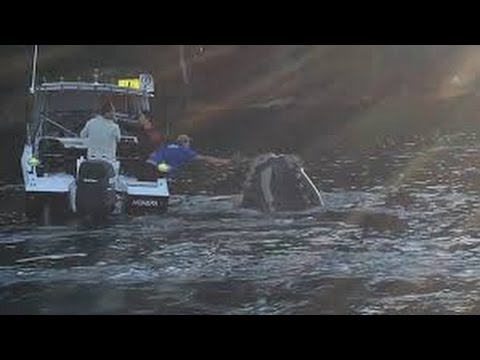 شاهد حوت يستغيث بصيادين لإزالة كيس بلاستيكي من فمه