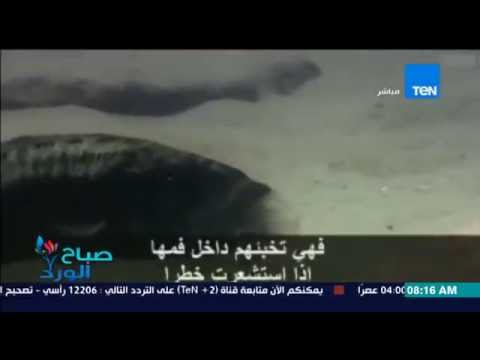 شاهد رد فعل مذهل لسمكة كبيرة حاولت حماية أولادها