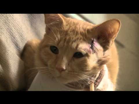 بالفيديو قط بطل يتلقى رصاصة طائشة وينقذ ابن مربيته