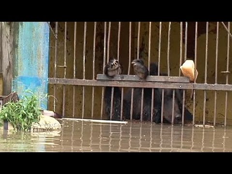 روسيا تنقذ بالطائرات المروحية حيوانات مهددة