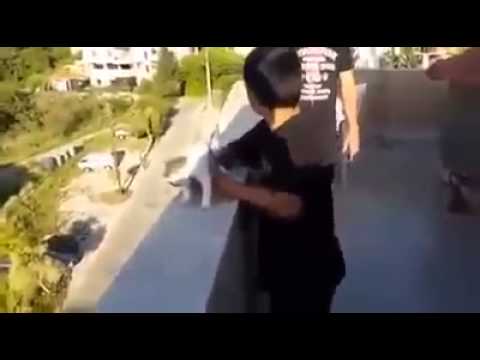 شاهد طفل لبناني يرمي قطًا حيًا من الطابق الرابع