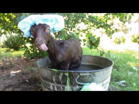 شاهد معزة تضع على رأسها بونيه أثناء الاستحمام