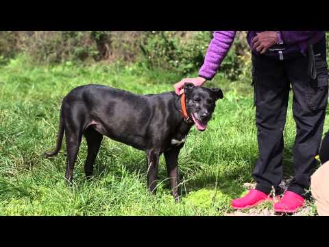 شاهد ماغي كلبة  فجأة أصبحت نجمة عالمية ومشهورة